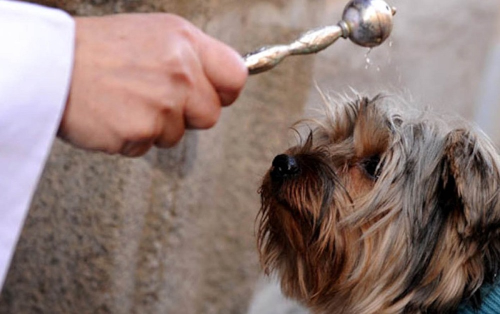 Blessing of animals