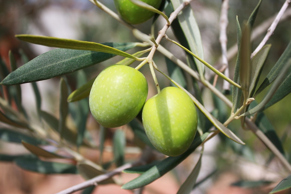 Blessed olive branches at Easter: should you keep them or throw