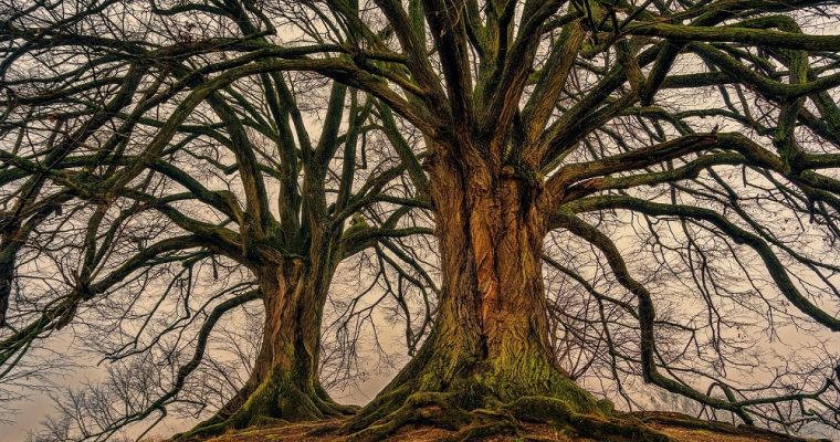 Does the Tree of Life really exist?