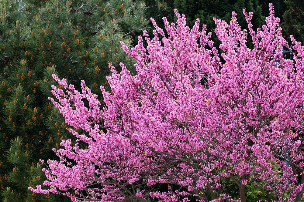 Cercis Siliquastrum or Tree of Judah: where the apostle chose to die