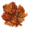 Orange lichen for Nativity Scene 100 grams
